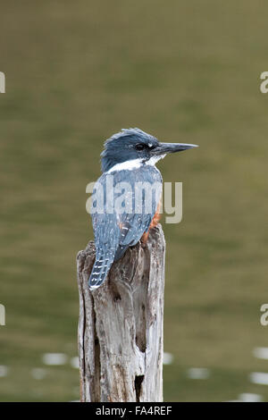 Beringter Kingfisher Megaceryle Torquata, Provincia de Tierra Del Fuego, Antártida e Islas del Atlántico, Argentinien, Südamerika Stockfoto