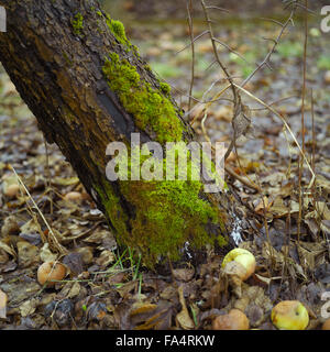 Moos auf Apfelbaum Stockfoto