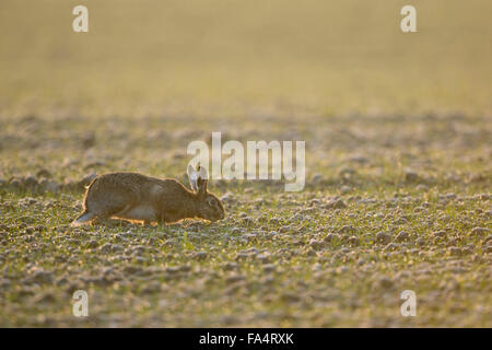 Sorgfältige braune Hare / Feldhasen (Lepus Europaeus) Fütterung auf ein Feld der jungen Winterweizen in frühen Morgenstunden Hintergrundbeleuchtung. Stockfoto