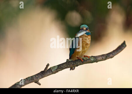 Eisvogel / Kingfisher / Eisvogel (Alcedo Atthis) in natürlichen Umgebung präsentiert seine Beute Fisch. Stockfoto