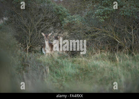 Schüchtern Hinds Damhirsche / Damhirsch (Dama Dama) steht versteckt zwischen grünen Büschen, sorgfältig beobachten. Stockfoto