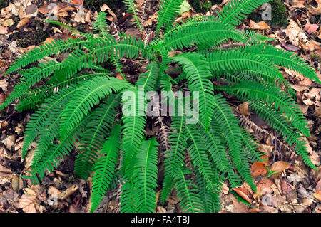 Hirsch-Farn / Hard Farn (Blechnum spicant) im Wald Stockfoto