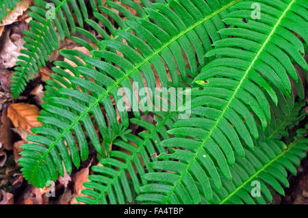 Hirsch-Farn / harte Farn (Blechnum spicant) Nahaufnahme von Wedel Stockfoto