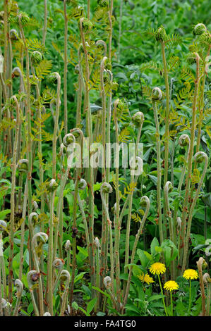 Königsfarn (Osmunda Regalis) Wedel unfurling Stockfoto