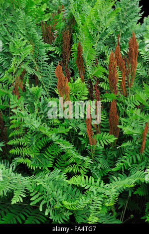 Königsfarn (Osmunda Regalis) Blätter und sporentragende Wedel Stockfoto