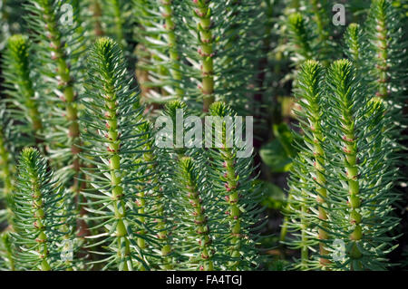 Gemeinsamen Stute Tail (Hippuris Vulgaris) Nahaufnahme Stockfoto