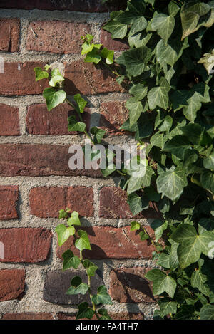 Mauer mit Efeu bedeckt Stockfoto