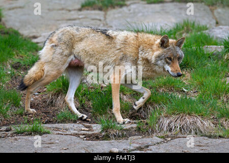 Europäische graue Wolf (Canis Lupus) weibliche im Sommerfell, Hälsingland, Schweden Stockfoto