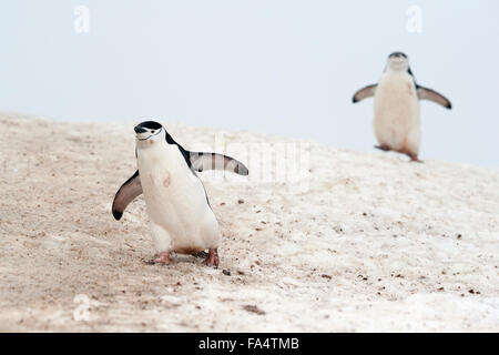 Pinguin-paar Zügelpinguinen (Pygoscelis Antarcticus). Half Moon Island, Süd-Shetland-Inseln. Stockfoto