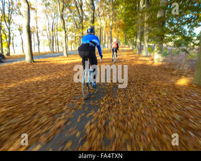 Radfahrer auf Rennmotorrädern in Forst im Herbst in den Niederlanden Stockfoto