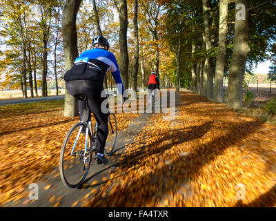 Radfahrer auf Rennmotorrädern in Forst im Herbst in den Niederlanden Stockfoto