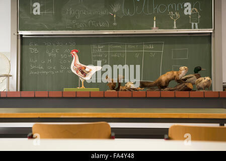 Ausgestopfte Tiere für Experimente im Biologieunterricht, Fürstenfeldbruck, Bayern, Deutschland Stockfoto