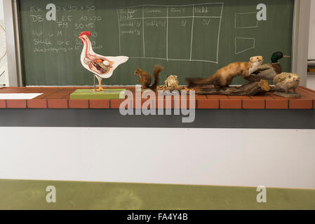 Ausgestopfte Tiere für Experimente im Biologieunterricht, Fürstenfeldbruck, Bayern, Deutschland Stockfoto
