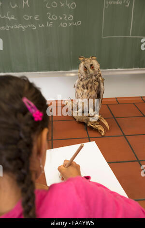 Schulmädchen zeichnet eine Eule im Biologiekurs, Fürstenfeldbruck, Bayern, Deutschland Stockfoto