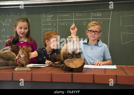 Schüler heben die Hände, während sie Kuscheltiere in einem Biologiekurs untersuchen, Fürstenfeldbruck, Bayern, Deutschland Stockfoto