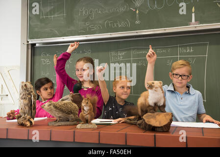 Schüler heben die Hände, während sie Kuscheltiere in einem Biologiekurs untersuchen, Fürstenfeldbruck, Bayern, Deutschland Stockfoto