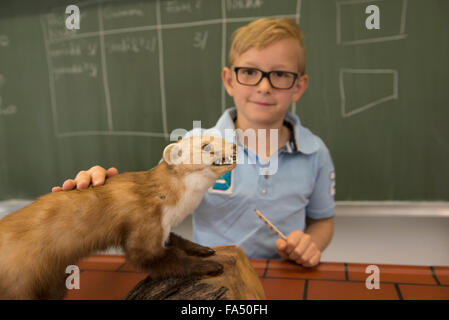 Schuljunge untersucht ein Mardertiermodell in einer Biologieklasse in Fürstenfeldbruck, Bayern Stockfoto