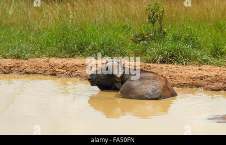 Ein Kaffernbüffel ruht in einem schlammigen Wasserloch, vom Herd nehmen und Fehler zu entkommen. Stockfoto