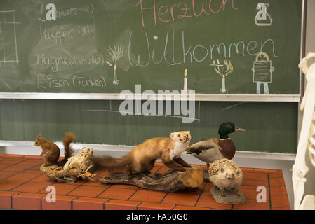 Ausgestopfte Tiere für Experimente im Biologieunterricht, Fürstenfeldbruck, Bayern, Deutschland Stockfoto