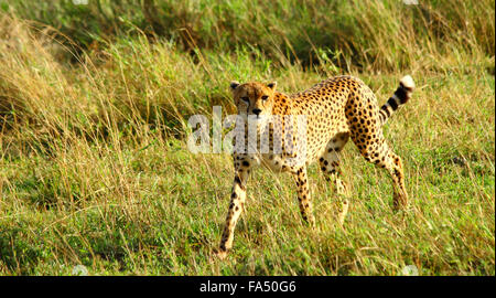 Ein einsamer weibliche Gepard dramatisch in die Kamera starrt Stockfoto