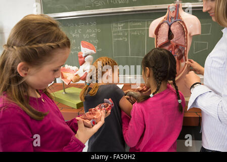 Biologie-Lehrer-Ausbildung von Studenten über menschliche Organe im Klassenzimmer, Fürstenfeldbruck, Bayern, Deutschland Stockfoto