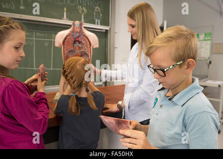 Biologie-Lehrer-Ausbildung von Studenten über menschliche Organe im Klassenzimmer, Fürstenfeldbruck, Bayern, Deutschland Stockfoto