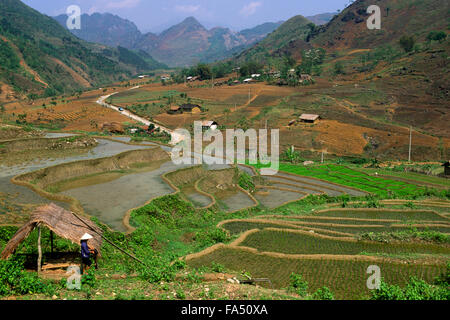 Vietnam, Provinz Ha Giang, Tal um Meo Vac, Reisfelder Stockfoto
