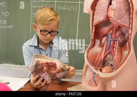 Schuljunge im Klassenzimmer, der das anatomische Modell des Menschen erforscht, Fürstenfeldbruck, Bayern, Deutschland Stockfoto