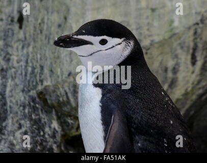 Antarktis Kinnriemen Pinguin (Pygoscelis Antarcticus), Nahaufnahme des Kopfes Stockfoto