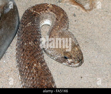 Texas Western Diamondback Klapperschlange (Crotalus Atrox), ursprünglich aus dem Süden der USA und Mexiko Stockfoto