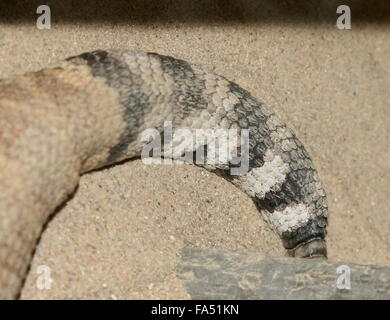 Texas Western Diamondback Klapperschlange (Crotalus Atrox), ursprünglich aus den südlichen USA und Mexiko, close-up der Rute Stockfoto