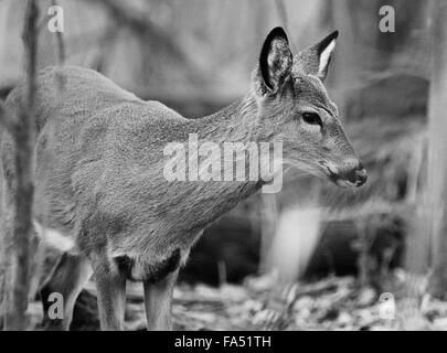 Schöne schwarz / weiss Portrait eines niedlichen jungen Hirsches Stockfoto