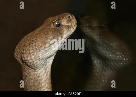 Texas Western Diamondback Klapperschlange (Crotalus Atrox) in den südlichen USA & Mexiko beheimatet, Kopf spiegelt sich in Glas Gehäuse Stockfoto