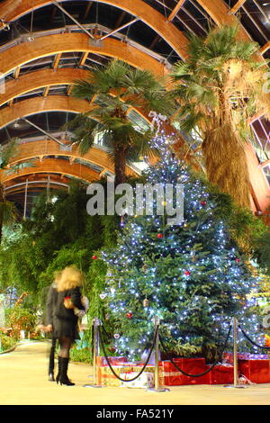 Menschen bewundern einen Weihnachtsbaum auf dem Display im Wintergarten, Sheffield Stadtzentrum an einem Dezemberabend, Yorkshire, England Stockfoto