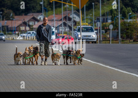 Argentininian Lebensstil: Dog Walker walking acht Hunde an der Leine in einer belebten Straße, Ushuaia, Argentinien, Südamerika Stockfoto