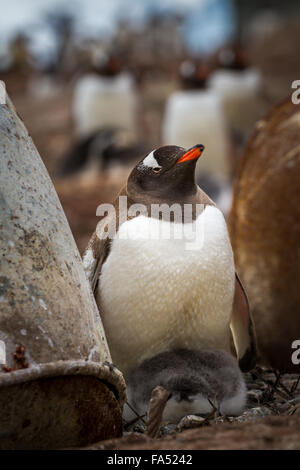 Gentoo Penguin (Pygoscelis Papua) Erwachsene mit jungen, Mikkelsen Harbor, Trinity Island, Antarktis Stockfoto