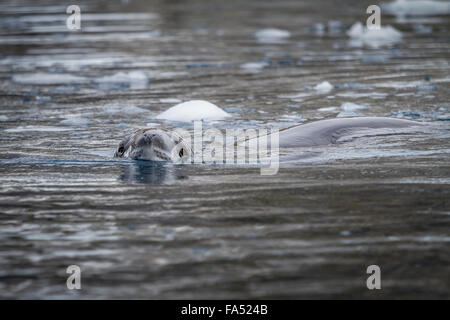 Leopard-Dichtung in den antarktischen Ozean schwimmen Stockfoto