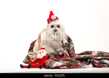 Santas Hund Stockfoto