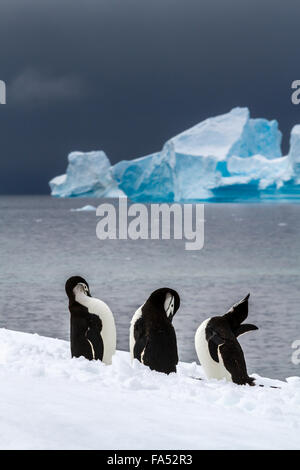 Drei Kinnriemen Pinguine im Schnee in der Antarktis mit einem wunderschönen Eisberg im Hintergrund putzen Stockfoto