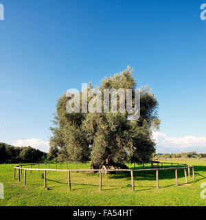 Bild von einem Jahrhunderte alten Olivenbaum bei Tageslicht fotografiert Stockfoto