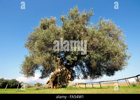 Bild von einem Jahrhunderte alten Olivenbaum bei Tageslicht fotografiert Stockfoto