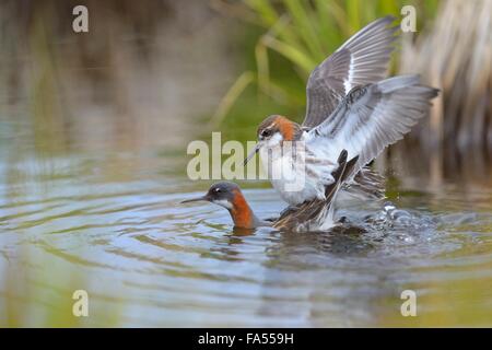 Odinshühnchen (Phalaropus Lobatus), Zuchtpaar in Kopula, Breidafjördur, Flatey Insel, West Island, Island Stockfoto