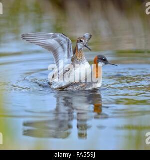 Odinshühnchen (Phalaropus Lobatus), Zuchtpaar in Kopula, Breidafjördur, Flatey Insel, West Island, Island Stockfoto