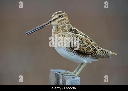 Bekassine (Gallinago Gallinago), männliche sitzen auf Holzstab, südlichen Region, Island Stockfoto