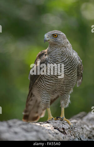 Habicht (Accipiter Gentilis), erwachsenes Weibchen sitzen auf einem Baumstamm, Nationalpark Kiskunság, Ungarn Stockfoto