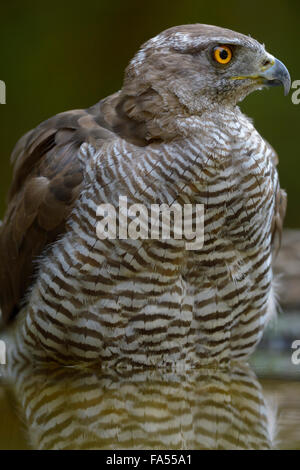 Habicht (Accipiter Gentilis), erwachsenes Weibchen sitzen im Wasser, Porträt, Nationalpark Kiskunság, Ungarn Stockfoto