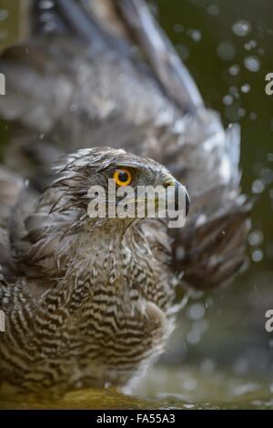 Habicht (Accipiter Gentilis), Erwachsene weibliche Baden, Porträt, Nationalpark Kiskunság, Ungarn Stockfoto