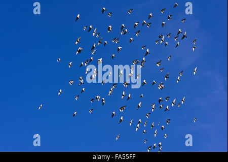 Vogelschwarm, Kit von Haustauben im Flug, blauer Himmel, Bayern, Deutschland Stockfoto