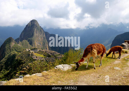 Lama (Lama Glama) mit Jugendlichen vor Ruinenstadt, Inka-Stadt Machu Picchu, Huayna Picchu Berg hinter Stockfoto