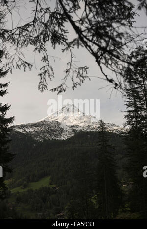 Großglockner Gipfel gesehen durch Äste, Österreich Alpen, Kärnten, Österreich Stockfoto